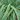 Carex 'Rehuko Sunrise' - Laîche