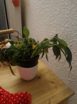 spathiphyllum en train de mourir... help