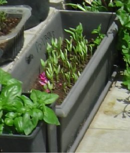 Un mini-potager pour balcon-terrasse ou jardin