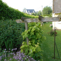 Taille de la vigne