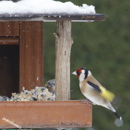 Visite des oiseaux du ciel..