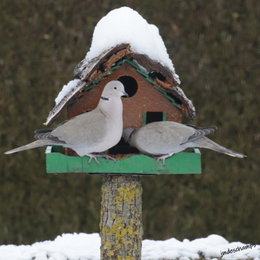 Visite des oiseaux du ciel..