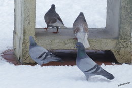 Visite des oiseaux du ciel..