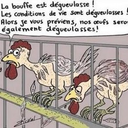 REVE DE POULES