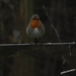 Au  petit coucou amical