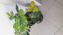 Zamioculcas qui jaunit et est envahit de moucherons