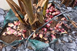 Canna invasion !