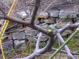 Inventaire des animaux de nos jardins!