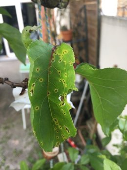 Abricotier avec un tiers des feuilles tombées