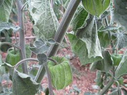 Avez-vous des coquerets du Pérou dans votre jardin ?