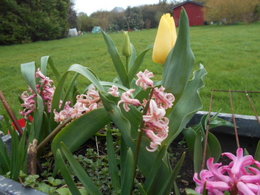 Avez-vous des tulipes dans votre jardin ?