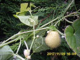 Classification des légumes