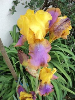 Avez-vous des iris dans votre jardin ?