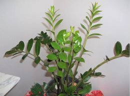 Zamioculcas qui jaunit et est envahit de moucherons