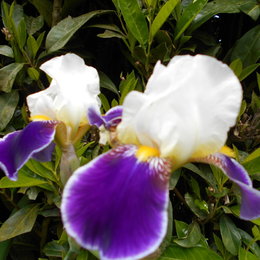 Avez-vous des iris dans votre jardin ?