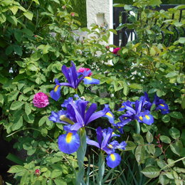 Avez-vous des iris dans votre jardin ?