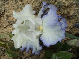 Avez-vous des iris dans votre jardin ?