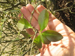 Arbustes de mon jardin