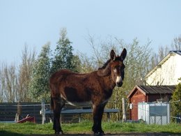 Au  petit coucou amical