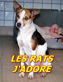 très gros rat dans mon poulailler