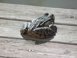 Au  petit coucou amical