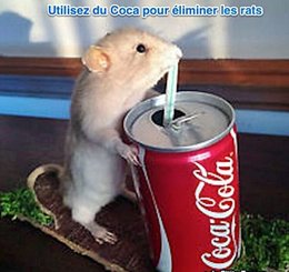 très gros rat dans mon poulailler