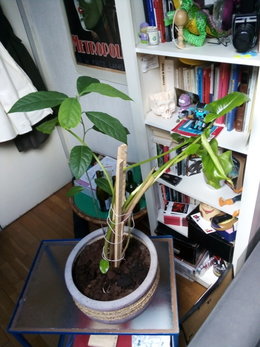 Sauvetage d'un Arum