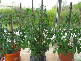 conseil rempotage tomates