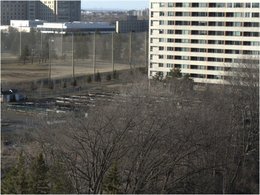 Raccourcir les oignons et poireaux en semis.