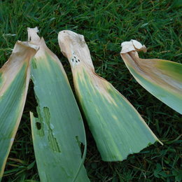 Allium Gladiator