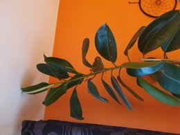 Comment tailler mon ficus elastica