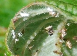 Bêbêtes blanchâtres sous les feuilles de framboisier