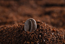 le marc de café au potager