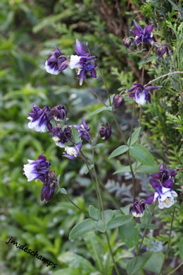 Ancolie 'Crimson Star' - Aquilegia  