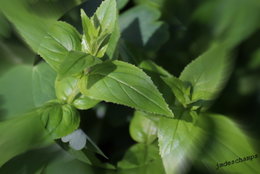 quel est le nom de cette plante ?