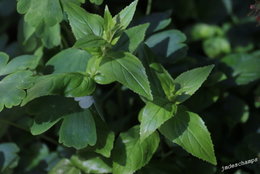 quel est le nom de cette plante ?