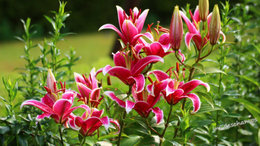 Ancolie 'Crimson Star' - Aquilegia  