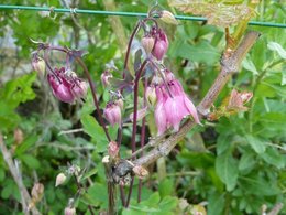 Ancolie 'Crimson Star' - Aquilegia  