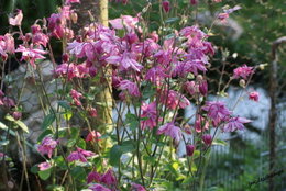 Ancolie 'Crimson Star' - Aquilegia  