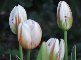 qq tulipes de mn jardin