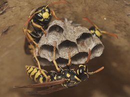 Abri à insectes : osmies, les abeilles, les guêpes, les bourdons et les syrphes