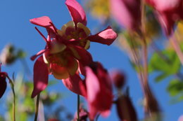 Ancolie 'Crimson Star' - Aquilegia  