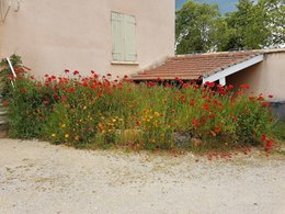 Des Coquelicots de plus de 1,50 de haut