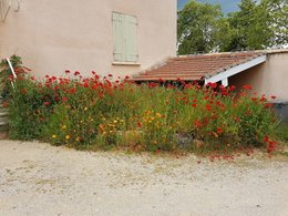 Des Coquelicots de plus de 1,50 de haut