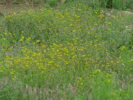De quelles fleurs s'agit-il?