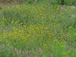 De quelles fleurs s'agit-il?