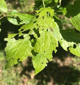 Help, feuilles de fruitiers dé-vo-rées !!