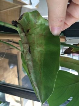 Monstera en péril?