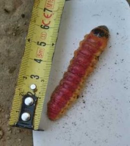 chenilles trouver dans le jardin potager