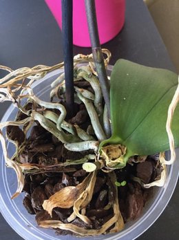Sauver une orchidée en fleurs mais racines pourries